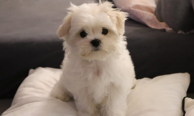 Cutest Maltese puppy - Funny first week at new home ?