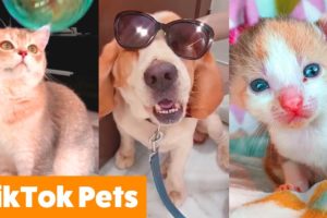 Cutest Pets on TikTok | Funny Pet Videos