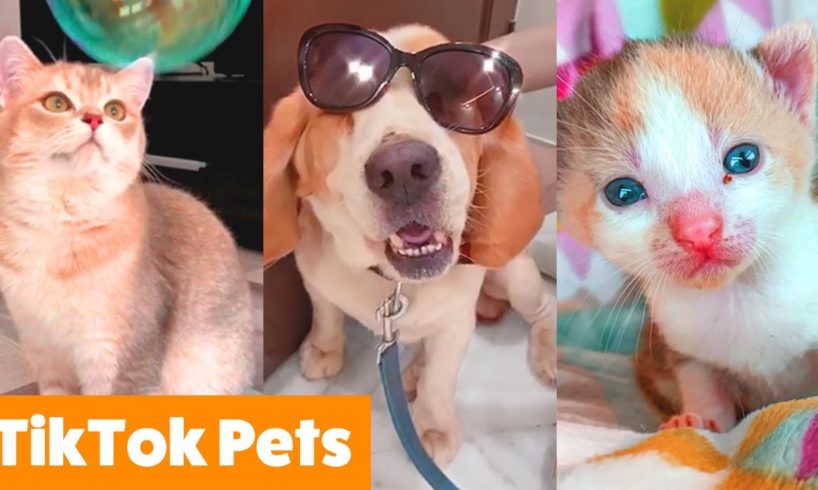 Cutest Pets on TikTok | Funny Pet Videos