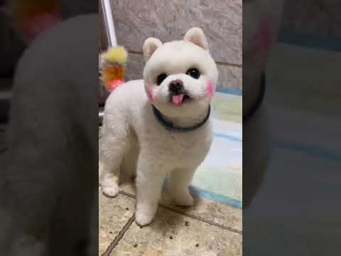 Cutest Puppies !Funny and Cute Dog Pomeranian#179