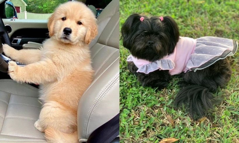 ?Cutest Puppies Having Fun & Playing?