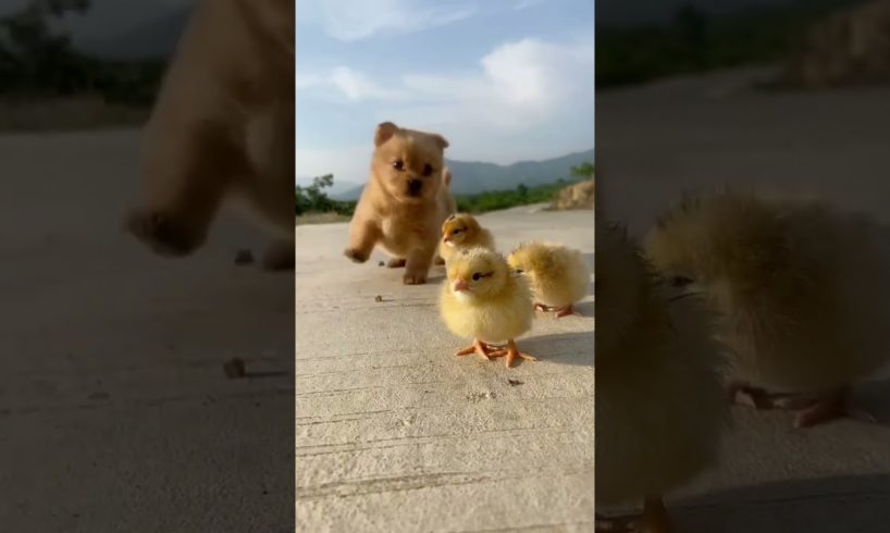 Cutest Puppies of ALL TIME（史上最もかわいい子犬たち）