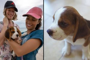 Cutest Puppy Beagle meets his new parents !!