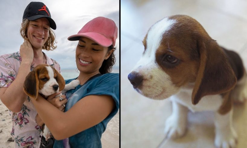 Cutest Puppy Beagle meets his new parents !!