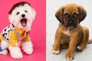 Cutest Puppy Dogs ever So adorable and funny Compilation.