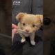 Cutest Puppy Ever! TikTok ruby_and_bea