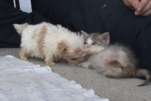 Cutest Rescue Puppy and Kitten Are Best Friends