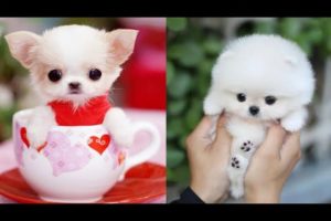 Cutest Teacup Puppies Video Compilation || Funny and Cute Dog