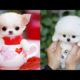 Cutest Teacup Puppies Video Compilation || Funny and Cute Dog