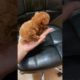 Cutest puppies 2021 ! Dogs Are the Best?Cute Pomeranian#238