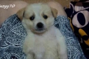Cutest puppy ❤
