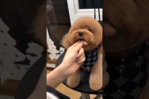 Cutest puppy dog grooming