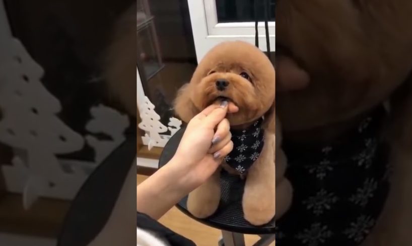 Cutest puppy dog grooming