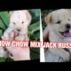 Cutest puppy in the world | What does a chow chow Jack russell terrier mix look like