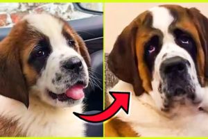 DOGS GROW UP ? BEFORE AND AFTER COMPILATION ? CUTEST PUPPIES ?
