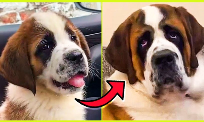 DOGS GROW UP ? BEFORE AND AFTER COMPILATION ? CUTEST PUPPIES ?