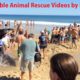 Dangerous animals rescue videos Unbelievable animal rescues compilation | People rescue wild animals