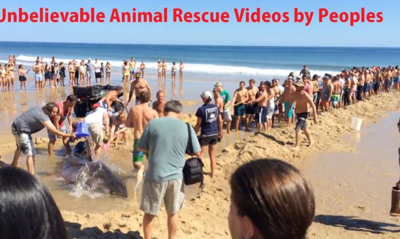 Dangerous animals rescue videos Unbelievable animal rescues compilation | People rescue wild animals