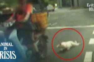 Dog Hanging By A Motorbike Is Dragged Around On The Road (Part 1) | Animal in Crisis EP267