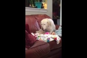 Dog Rescues Baby Doll