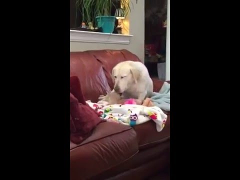 Dog Rescues Baby Doll