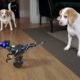 Dog Rescues Sister from Dinosaur Robot: Cute Dogs Maymo & Penny