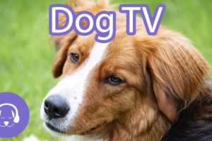 Dog TV: Interactive Video for Dogs | 12 Hours of Entertainment