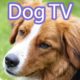 Dog TV: Interactive Video for Dogs | 12 Hours of Entertainment