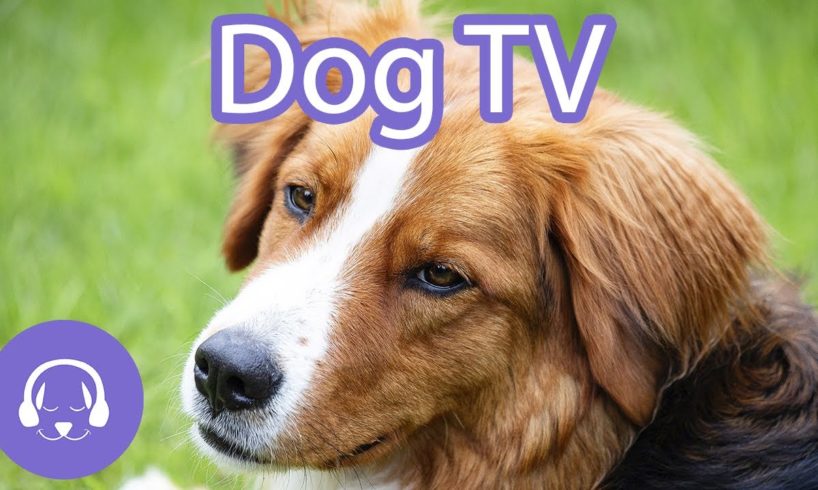 Dog TV: Interactive Video for Dogs | 12 Hours of Entertainment