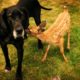 Dog babysits deer - Animal Odd Couples Episode 1 Preview - BBC One