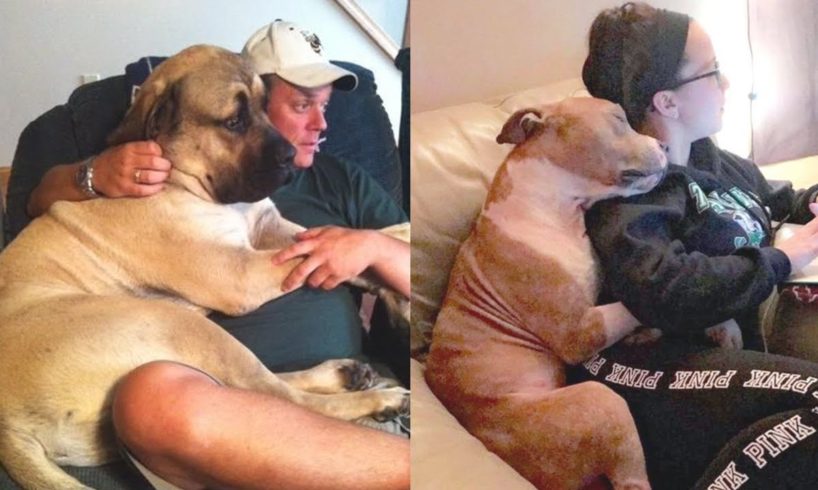 Dog is Cutest  members of Family  -  Dogs doing cute ways Demand Petting And Attention Owner Videos