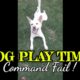 Dog play time| Dog command fail |Animals video|Puppy #shorts