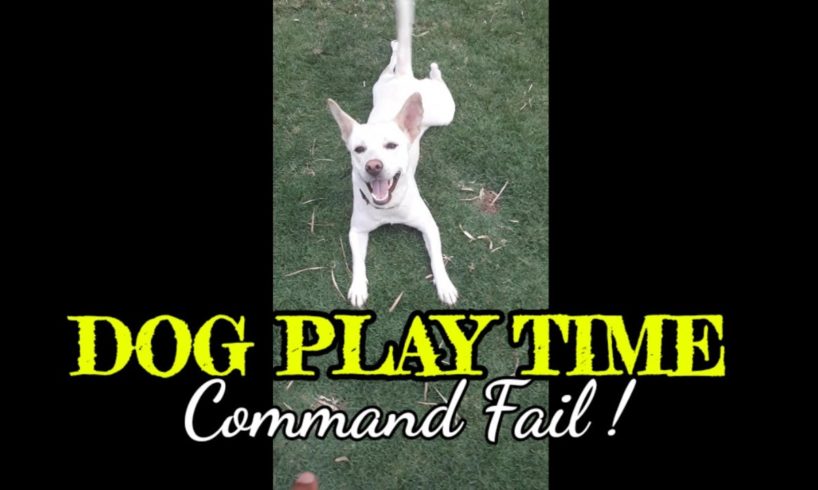 Dog play time| Dog command fail |Animals video|Puppy #shorts