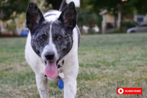 Dog playing ice || cute and funny dog || dog collection cute || world animal