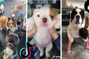 Doggos Doing Funny Things ~ Cutest Puppies of TikTok! The Dog Squad