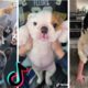 Doggos Doing Funny Things ~ Cutest Puppies of TikTok! The Dog Squad