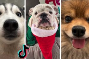 Doggos Doing Funny Things Tik Tok ~ Cutest Puppies TIKTOK Compilation  ~ Fluppy ~ 2020