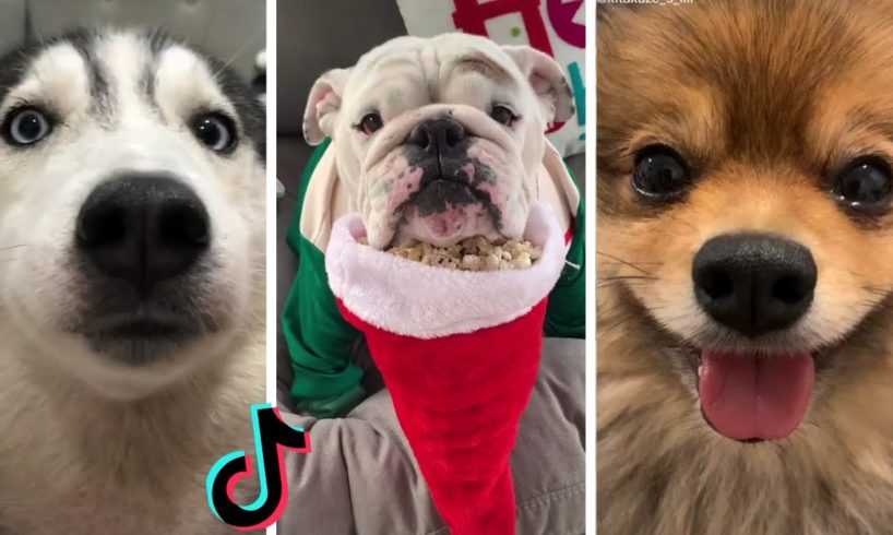 Doggos Doing Funny Things Tik Tok ~ Cutest Puppies TIKTOK Compilation  ~ Fluppy ~ 2020