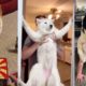 Dogs Doing Funny Things ~ Cutest Pets of TikTok | Fluff Planet