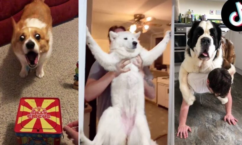 Dogs Doing Funny Things ~ Cutest Pets of TikTok | Fluff Planet