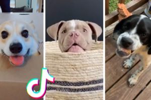 Dogs Doing Funny Things TIK TOK ~ Cutest Puppies TikTok Compilation