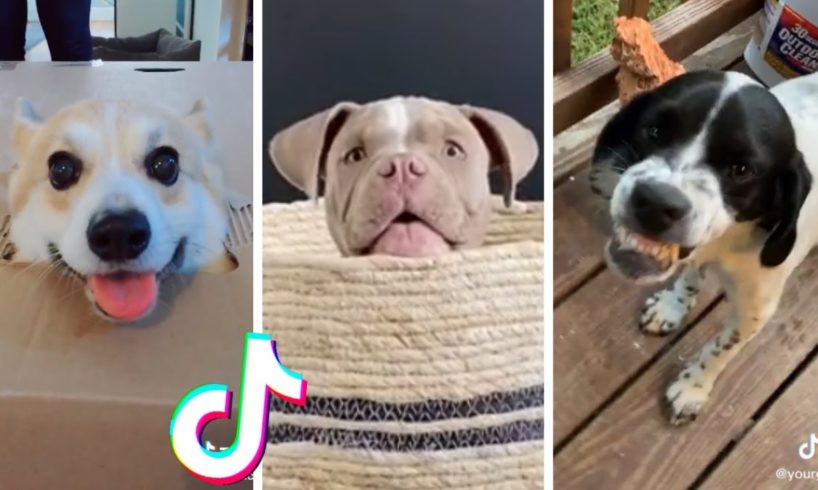 Dogs Doing Funny Things TIK TOK ~ Cutest Puppies TikTok Compilation