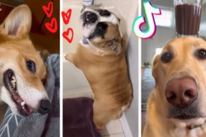 Dogs Doing Funny Things TIK TOK ? Cutest Puppies TikTok Compilation ?
