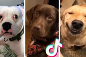 Dogs Doing Funny Things ~ These might be the cutest puppies on TIK TOK ??