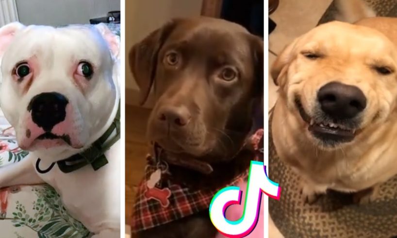 Dogs Doing Funny Things ~ These might be the cutest puppies on TIK TOK ??