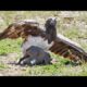 Eagle Catches & Fights Baby Warthog