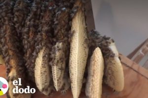 Encuentran colmena de abejas debajo del suelo | El Dodo