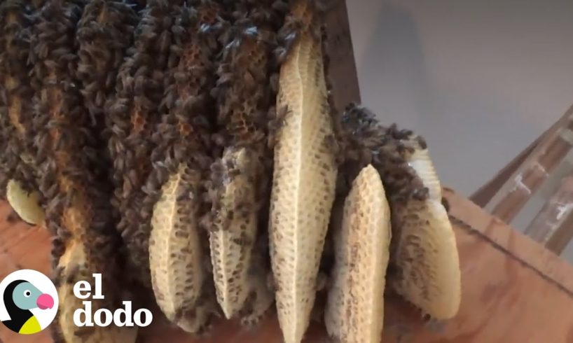 Encuentran colmena de abejas debajo del suelo | El Dodo
