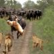 Epic Battle: Lion vs Buffalo | Lion attacks | Wild Animal Attacks
