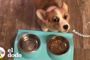 Esta corgi aúlla cada vez que come | El Dodo